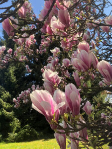 magnolien_knospen