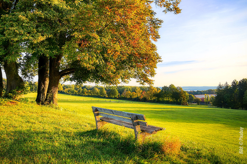 Bank auf einer Wiese, im Hintergrund steht ein Baum